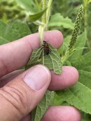 Rhodobaenus quinquepunctatus