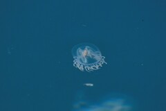 Polyorchis penicillatus