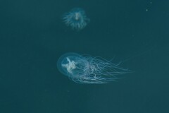 Polyorchis penicillatus