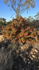 Dodonaea viscosa cuneata