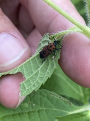 Rhodobaenus quinquepunctatus