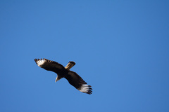 Caracara plancus