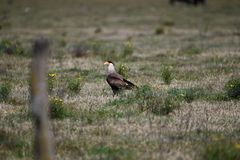 Caracara plancus
