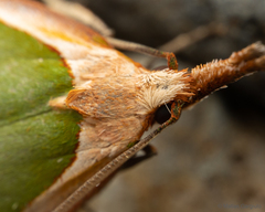 Pisinidea viridis