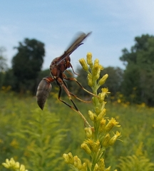 Polistes metricus