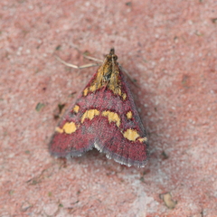 Pyrausta purpuralis