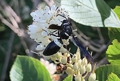Monobia quadridens