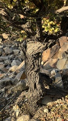 Dodonaea viscosa cuneata