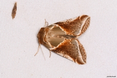 Habrosyne pyritoides