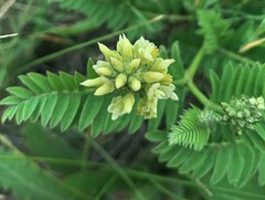 Astragalus cicer