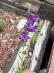 Penstemon