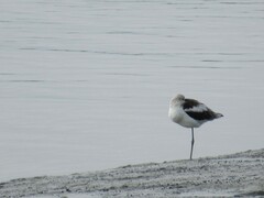 Recurvirostra americana