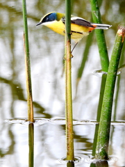 Tachuris rubrigastra