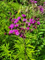 Vernonia noveboracensis