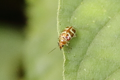 Exora olivacea