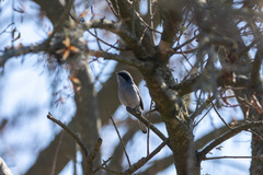 Polioptila dumicola