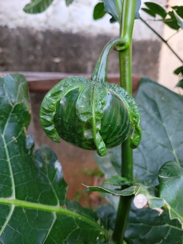 African eggplant