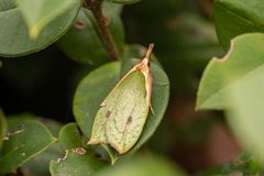 Pisinidea viridis