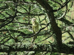 Vireo gilvus