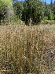 Juncus effusus