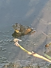 Lithobates catesbeianus