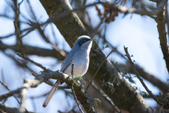 Polioptila dumicola