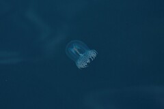 Polyorchis penicillatus