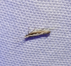 Plutella xylostella
