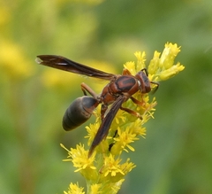 Polistes metricus