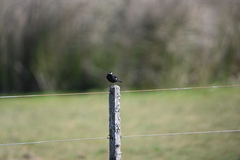 Hymenops perspicillatus