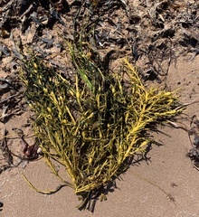 Ascophyllum nodosum