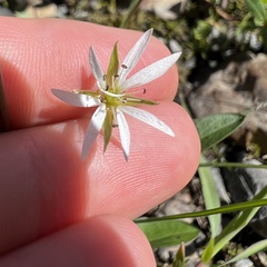 Stellaria longipes