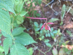 Rubus allegheniensis