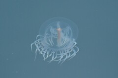 Polyorchis penicillatus