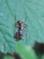 Metellina segmentata