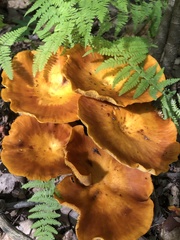 Omphalotus