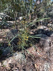 Daviesia wyattiana
