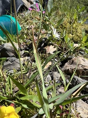 Stellaria longipes