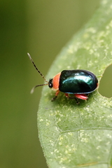 Oedionychina