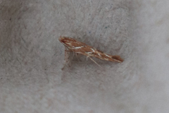 Pyroderces argyrogrammos