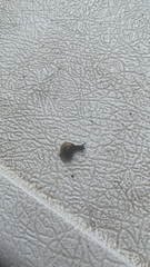 Oxychilus draparnaudi