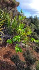 Griselinia lucida