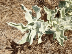 Asclepias eriocarpa