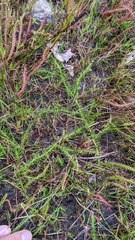 Lycopodiella appressa