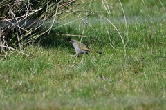 Embernagra platensis