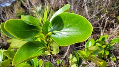 Griselinia lucida