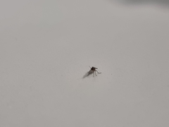 Diptera
