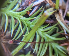 Lycopodiella appressa