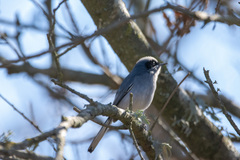 Polioptila dumicola