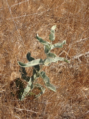 Asclepias eriocarpa